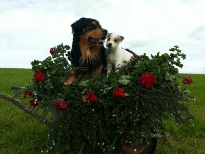 Hunde vom Kreuzerhof Seekirchen